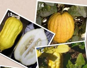Rutaceae šeimos hibridinė augalų rūšis, gauta sukryžminus apelsinų ir citrinų hibridinį 8 raidžių kryžiažodį